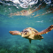 Caretta Caretta Swimming